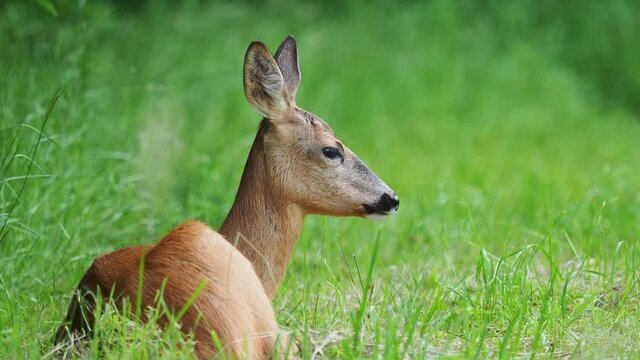 Roe deer in forest, Capreolus capreolus. Wild roe deer in nature.