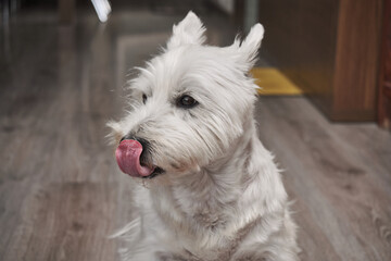 West Highland White Terrier dog waiting for his delicious meal with ears upright, attentive eyes and with his tongue out with copy space.