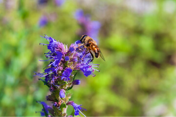 Fototapeta premium Beautiful colorful spring flower blooming in the meadow.