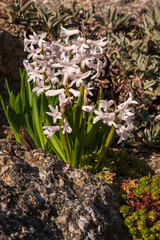 Beautiful colorful spring flower blooming in the meadow.