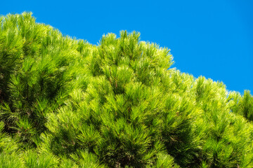 Green pine tree with long needles on a background of blue sky. Freshness, nature, concept. Latin: Pinus brutia