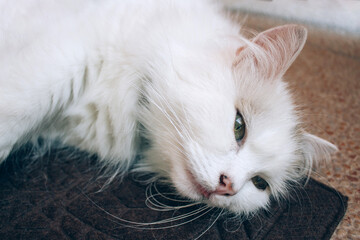 Close up view of sick young white cat lies on brown blanket in a veterinary clinic for pets. Feline health, problems with nursing kittens and cat illness concept. Selective focus