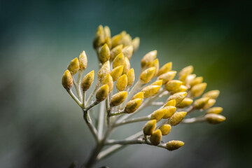 close up of a flower