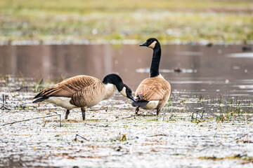 geese on the pond