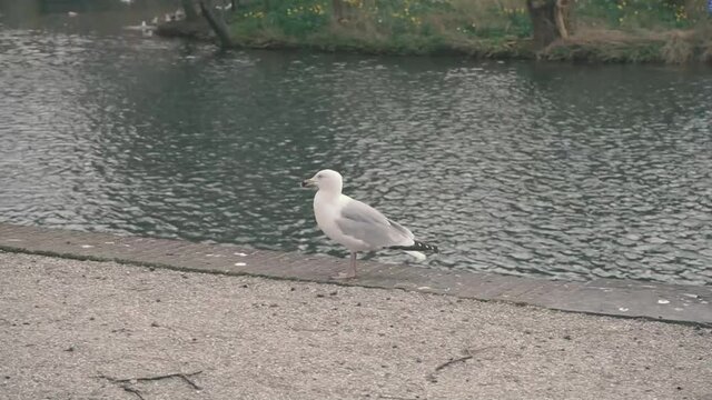 Duck walking along the edge of the pond, eend loopt aan de rand van de vijver