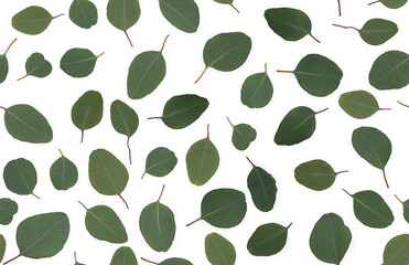 Background Texture made of green eucalyptus leaves, dew. Flat lay, top view, seamless pattern