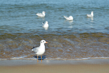 Mewa na plaży morze Bałtyckie