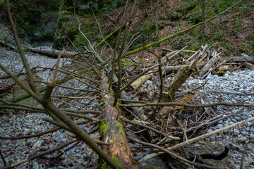A fallen tree with branches on a hiking trail in the Slovak Paradise National Park
