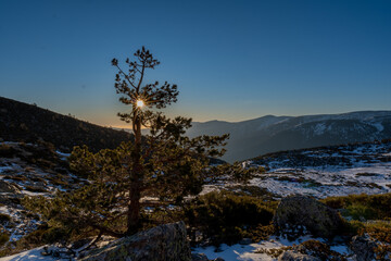 snow covered mountains with a tree with the sun behind of the tree with the golden hour and the blue sky