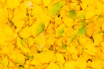 Golden pile of gingko leaves