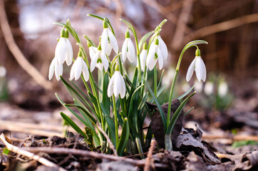 Blooming snowdrops in spring. Small flowers bloom in the forest. Wild plants of the red book.  Galanthus nivalis.