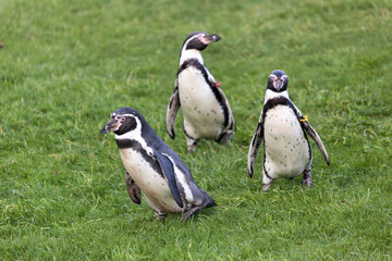 Humboldt Penguin (Spheniscus humboldti)