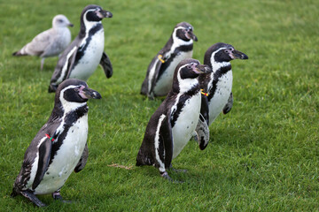 Obraz premium Humboldt Penguin (Spheniscus humboldti)