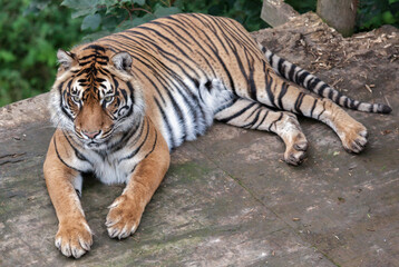 Fototapeta na wymiar Sumatran tiger (Panthera tigris sumatrae)