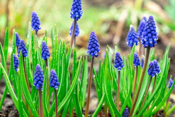 Blue muscari flowers in the garden. Early spring plants