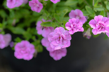Fototapeta na wymiar calibrachoa pink flowers in the garden