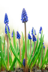 Blue muscari flowers in the garden. Early spring plants - obrazy, fototapety, plakaty