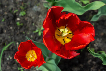 Fototapeta na wymiar Two beautiful red tulips in the garden