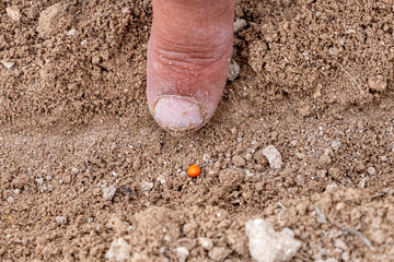sugar beet seeds close up at field