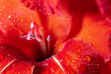 Bright red gladiolus in water drops. Beautiful flower background