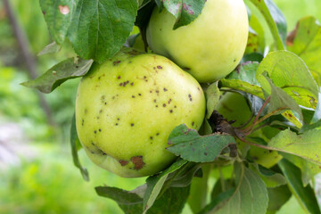 Apples with scab on a branch in the garden. Fungal diseases of fruits