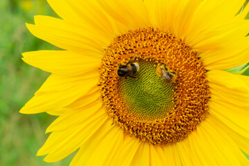 Bee and bumblebee on blooming sunflower in the field