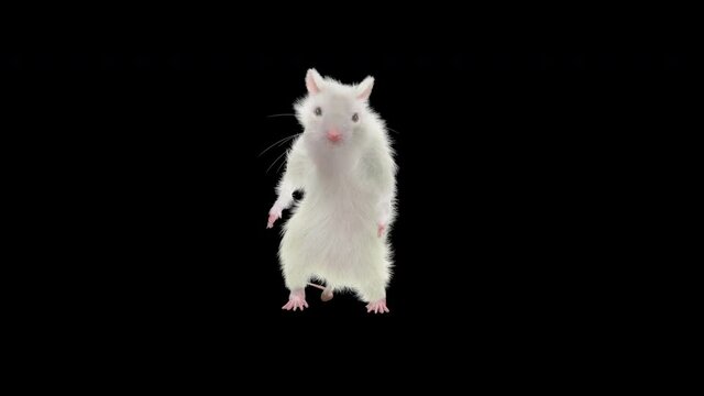 rat Dance CG fur 3d rendering animal realistic CGI VFX Animation Loop  composition 3d mapping cartoon, Included in the end of the clip with Alpha matte.