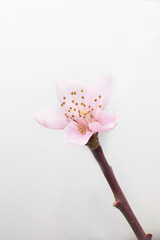 Nectarine blossoms (Prunus persica 'Madame Blanchet')