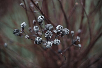autumn leaves in the rain
