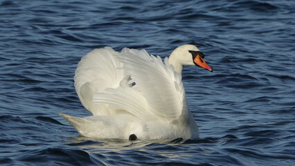 Schwan auf der Ostsee