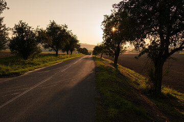 Plakat Asphalt road with trees on both sides during sunset