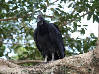 Vogel in den Everglades, Florida