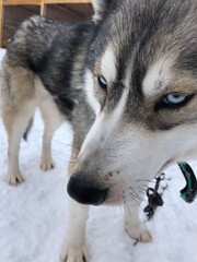 siberian husky puppy