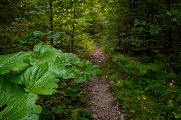 The trail through the beautiful canyon of the Slowacki Raj National Park