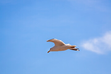 Common Seagull (larus larus) in Flight