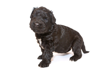 Small Russian Black Terrier puppy