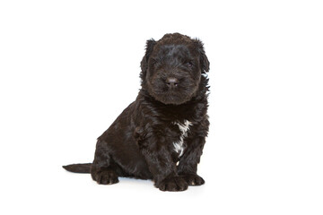 Small Russian Black Terrier puppy