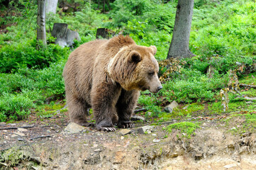 Fototapeta na wymiar Wild Brown Bear (Ursus Arctos) in the forest.