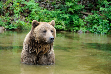 Wild  Brown Bear (Ursus Arctos) in the forest.