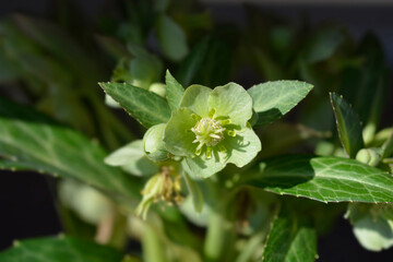 Majorcan hellebore