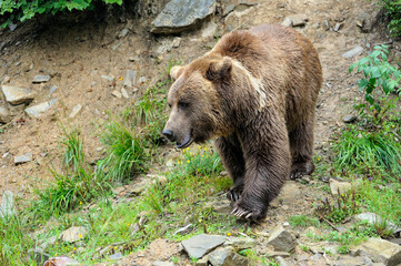 Wild  Brown Bear (Ursus Arctos) in the forest.
