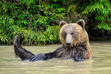 Fototapeta premium Wild Brown Bear (Ursus Arctos) in the forest.