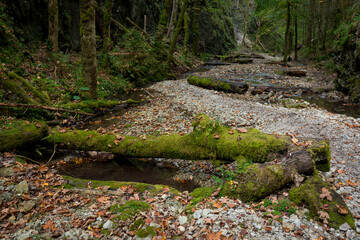 The trail through the beautiful canyon of the Slowacki Raj National Park