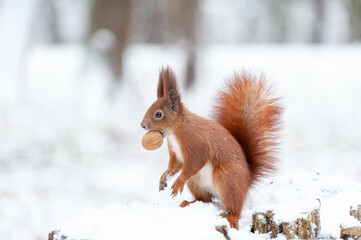 Portrait of squirrels  on a background of white snow
