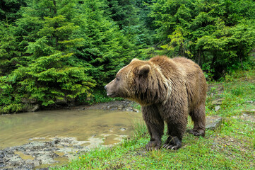 Wild  Brown Bear (Ursus Arctos) in the forest.