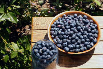 Full summer. Highbush blueberry fruit harvest (Vaccinium corymbosum L.).