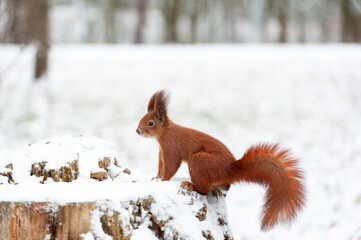 Portrait of squirrels  on a background of white snow