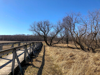 Obraz premium Trees along wooden path