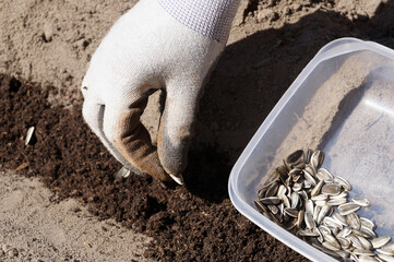 Sowing of sunflower seeds.  Spring works in the garden.