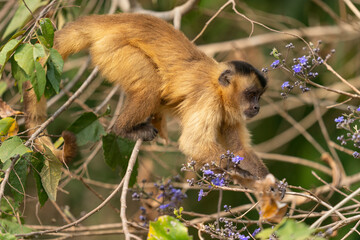 Hooded capuchin monkey (Cebus apella cay)